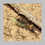 Ammophila sabulosa - Sandwespe 02c 19mm mit Forleulen-Raupe - Panolis flammea.jpg